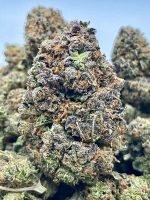 AmPm Exotic Flowers