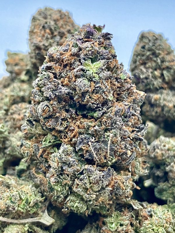 AmPm Exotic Flowers