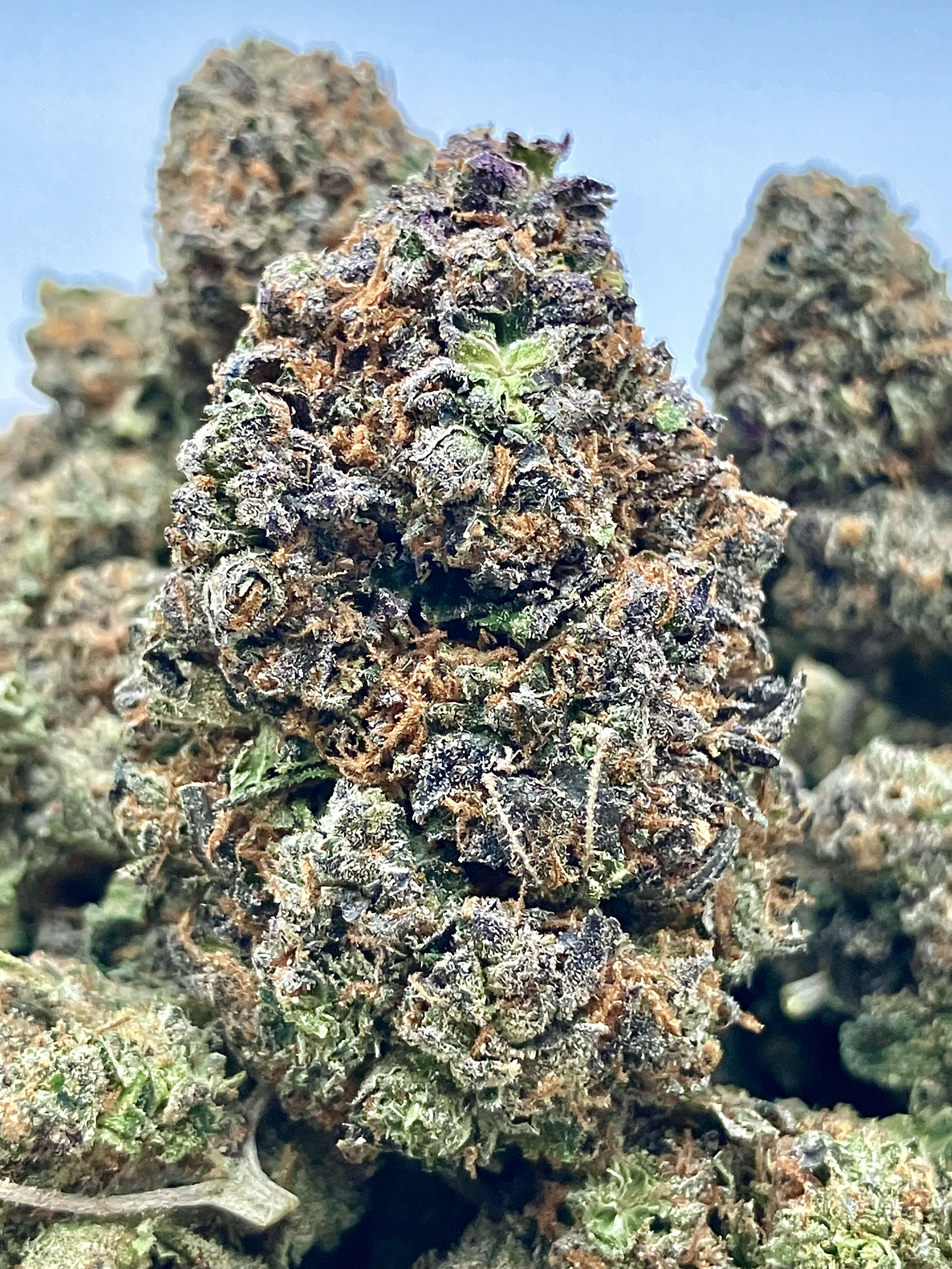 **OUT** AmPm Exotic Flowers