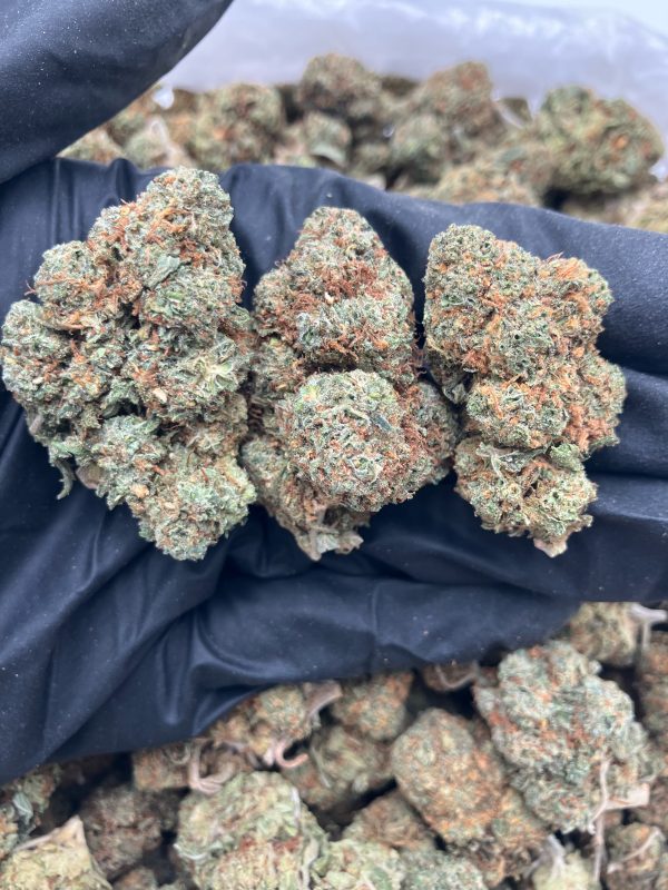 Gelato Premium Flowers