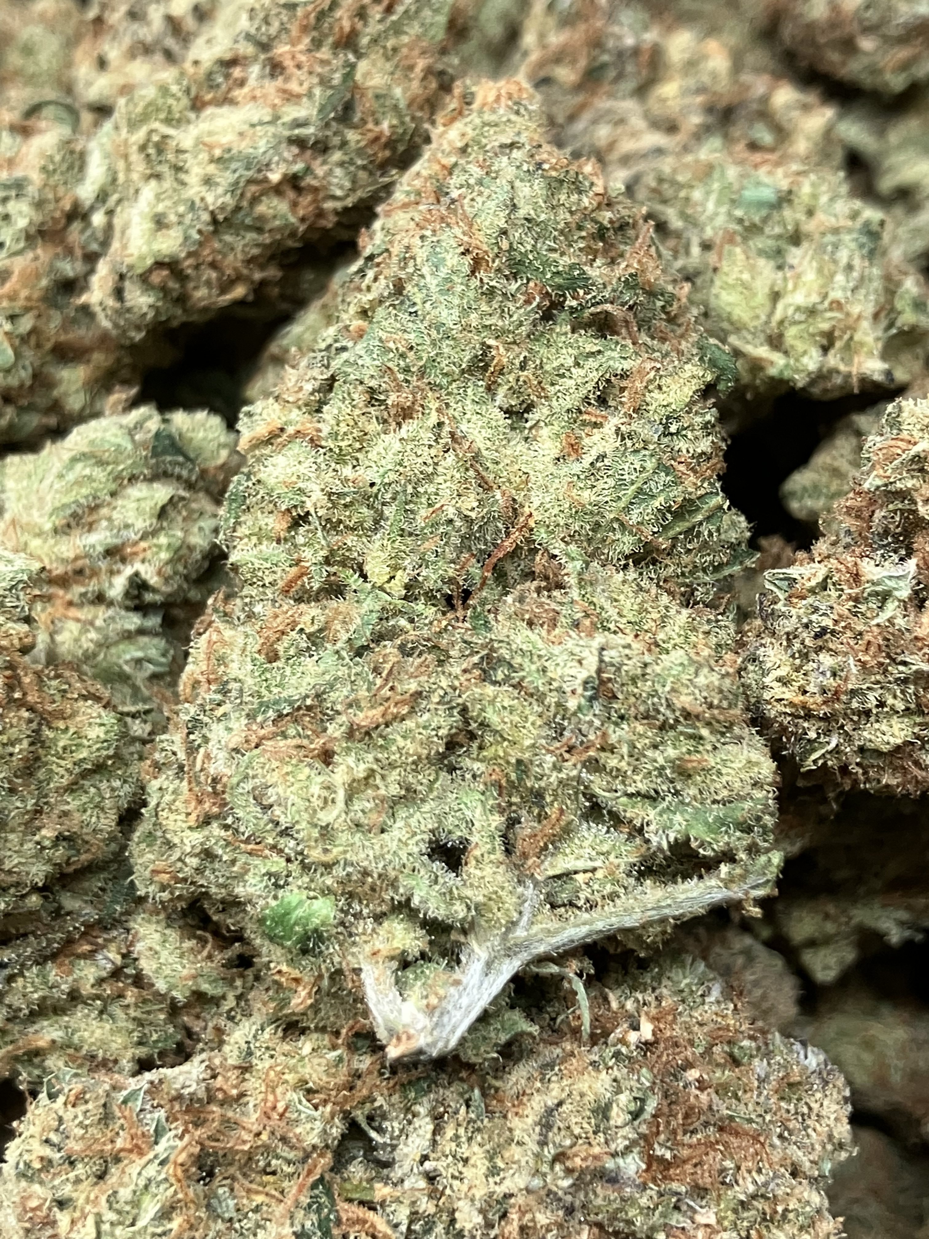 AmPm Exotic Flowers