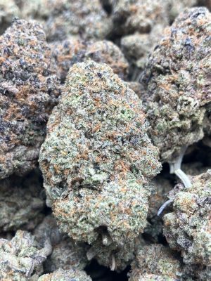 **OUT** RainBow Sherbert Premium Flowers