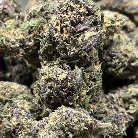 Banana Puddin Daily Flowers