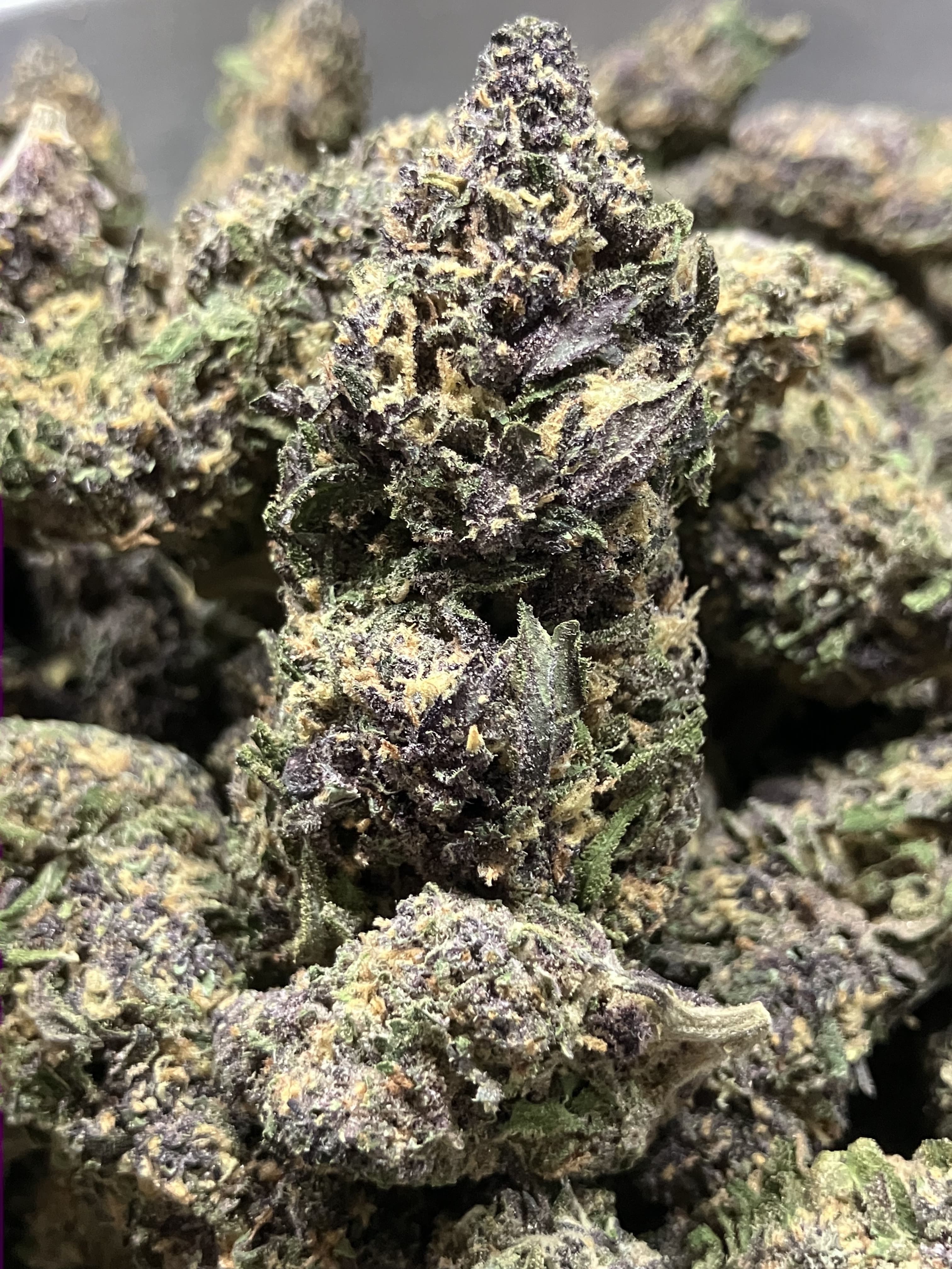 Banana Puddin Daily Flowers