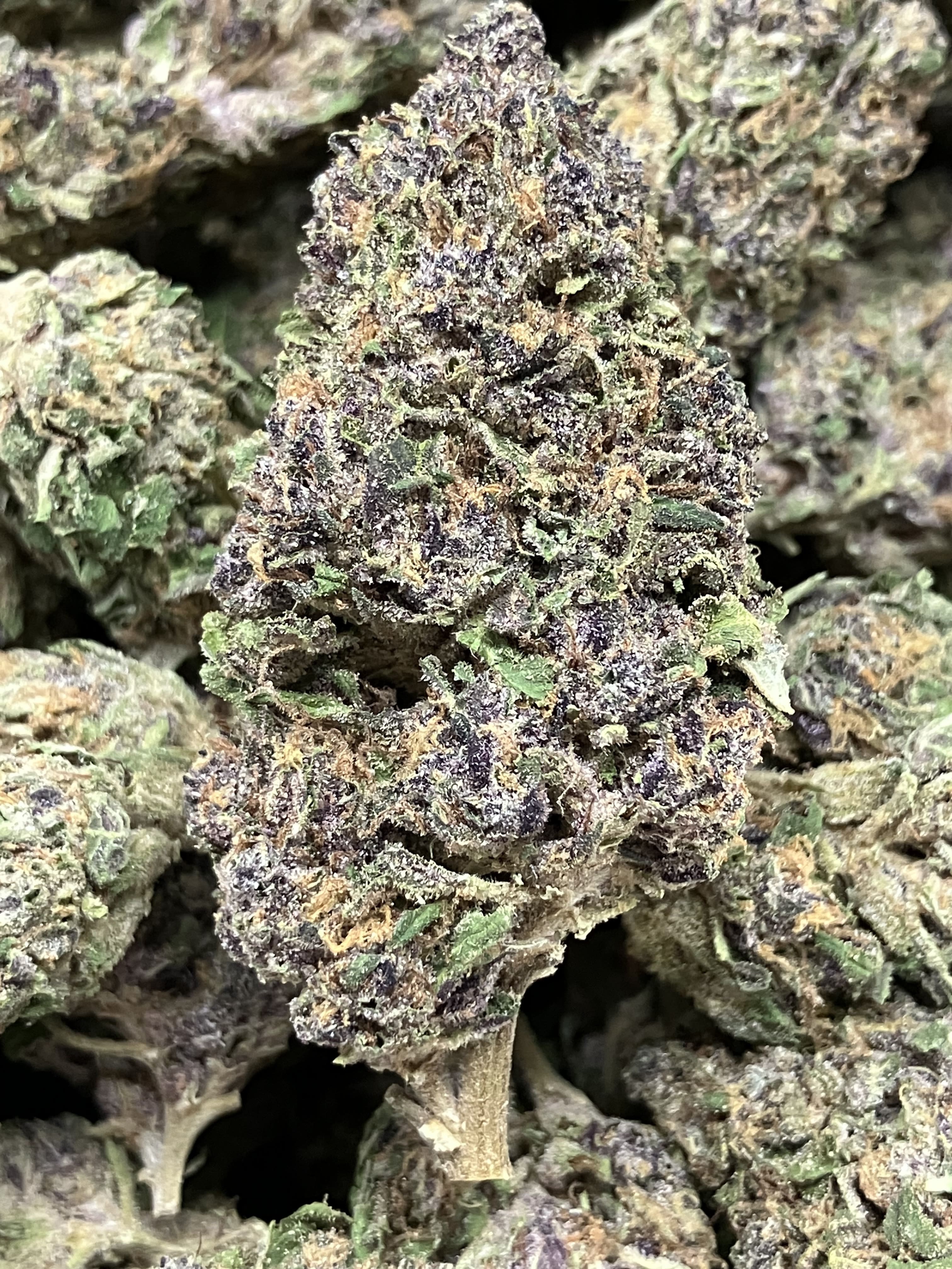 Pistil Gas Daily Flowers